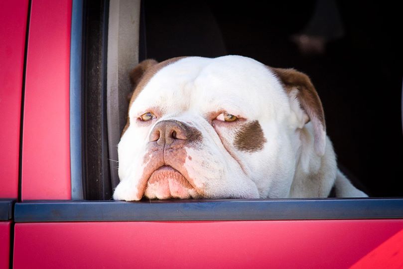 A dog sitting in the window of a car.